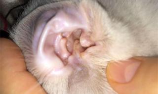 猫应该多久清理耳朵,猫耳朵应该多久清理一次